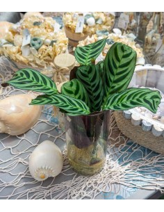Calathea idroponica con led 2