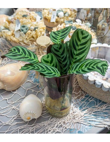 Calathea idroponica con led