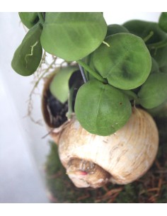 Dischidia 2