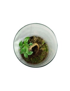 Ficus Ginseng in terrarium 2