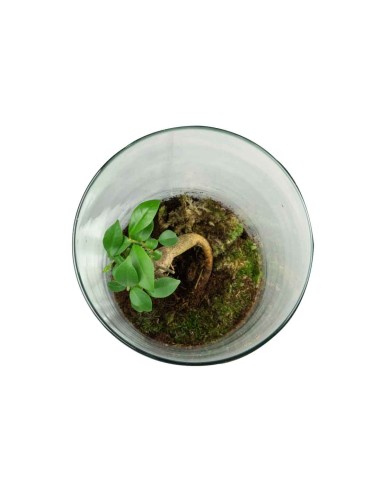 Ficus Ginseng in terrarium