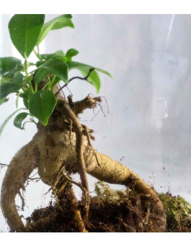 Ficus Ginseng in terrarium