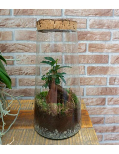 Ficus Ginseng in terrarium