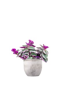 Tradescantia nanouk