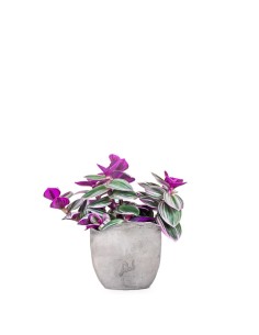 Tradescantia nanouk 2