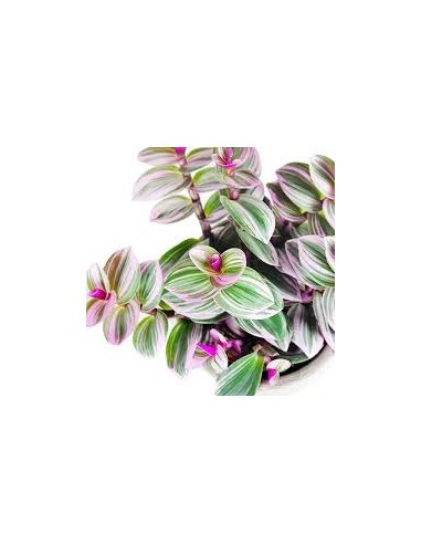Tradescantia nanouk Tradescantia nanouk
