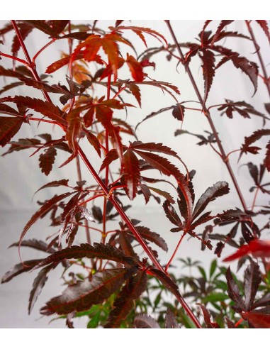 Acero palmato | Skeeters Broom