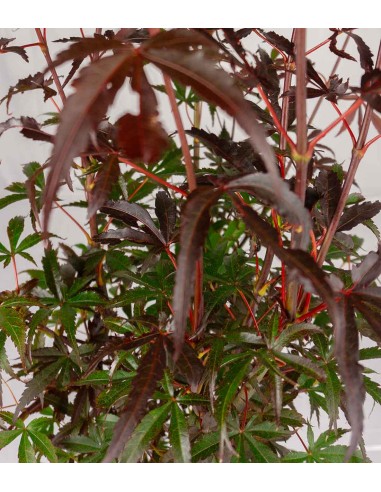 Acero palmato | Skeeters Broom