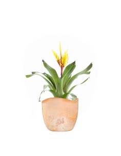 Vriesea Intenso Yellow