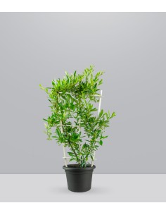 Pyracantha a spalliera