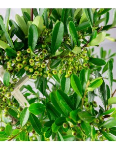 Pyracantha a spalliera 2