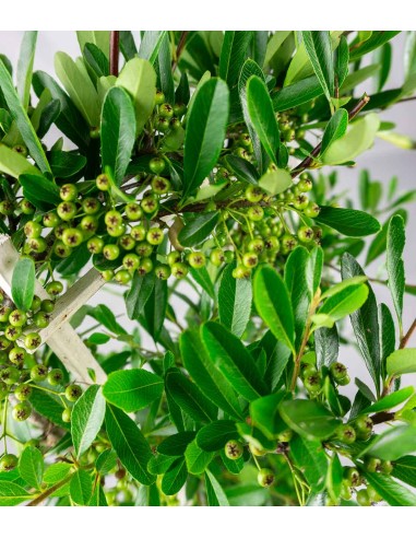 Pyracantha a spalliera