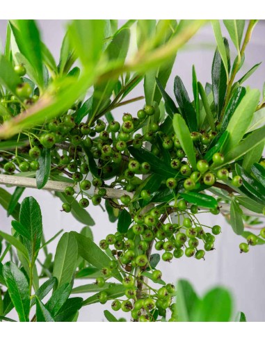 Pyracantha a spalliera