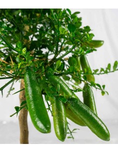 Caviale di Limone (Finger... 2