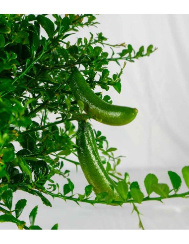 Caviale di Limone (Finger Lime)