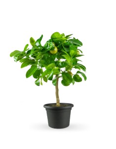 Pianta di limetta Rossa