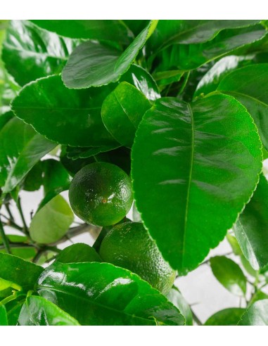 Pianta di limetta Rossa