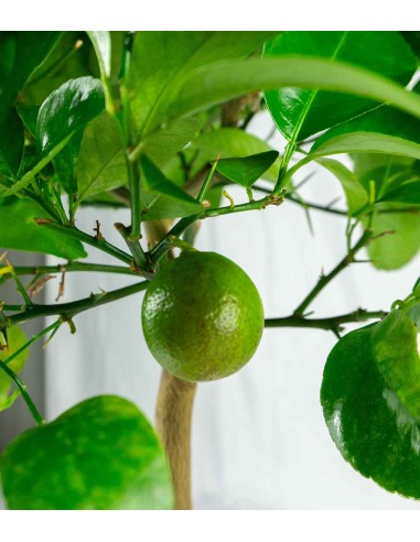Pianta di limetta Rossa
