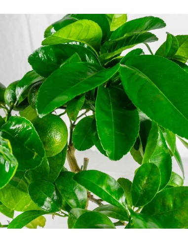 Pianta di limetta Rossa