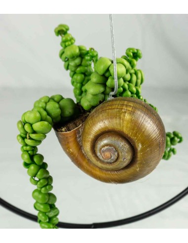 Dischidia creazione circolare