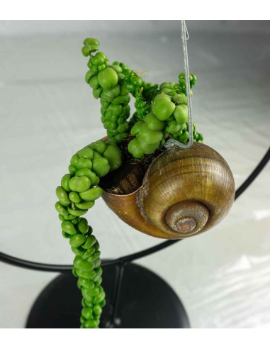 Dischidia creazione circolare