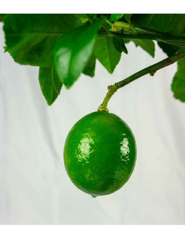 Pianta di Limone Meyer