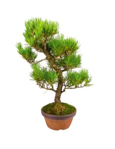 Pino Thunbergii Giapponese...