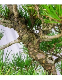 Pino Thunbergii Giapponese... 2