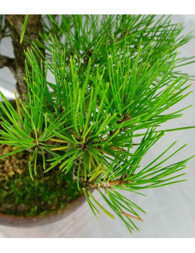 Pino Thunbergii Giapponese 25 anni