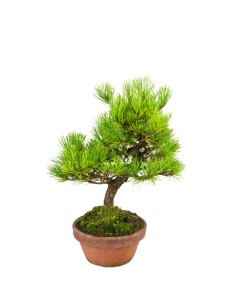 Bonsai di Pino Thunbergii...