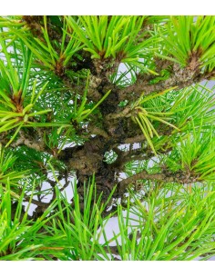 Bonsai di Pino Thunbergii... 2