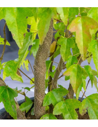 Acero Tridente - Burgeriano