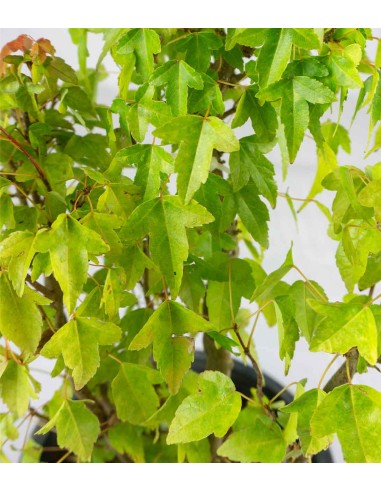 Acero Tridente - Burgeriano