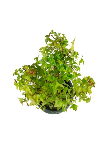 Acero Tridente - Burgeriano