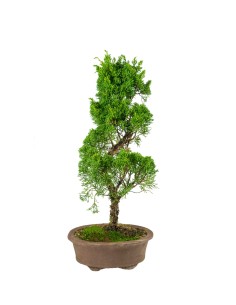 Juniperus Chinensis |...
