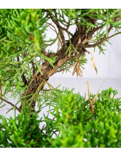 Juniperus Chinensis |... 2