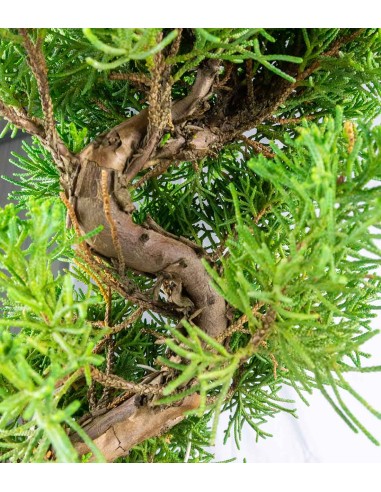 Juniperus Chinensis | Esemplare 24 anni
