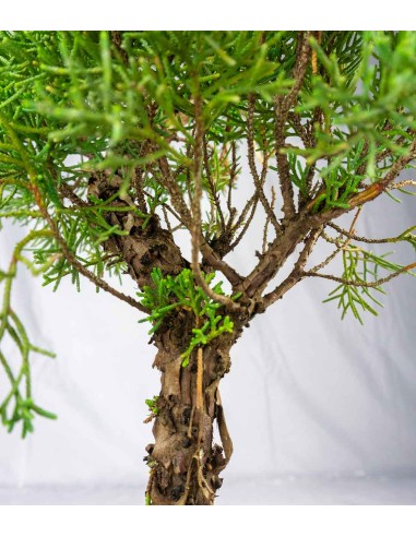 Juniperus Chinensis | Esemplare 24 anni