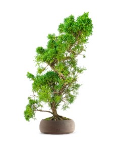 Ginepro chinensis...