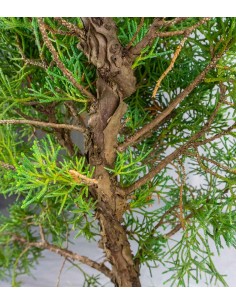 Ginepro chinensis... 2