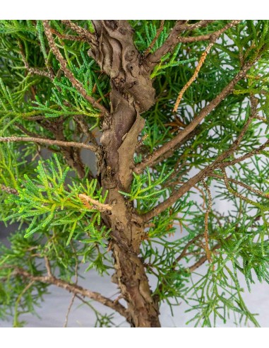 Ginepro chinensis giapponese bonsai Ginepro chinensis giapponese bonsai