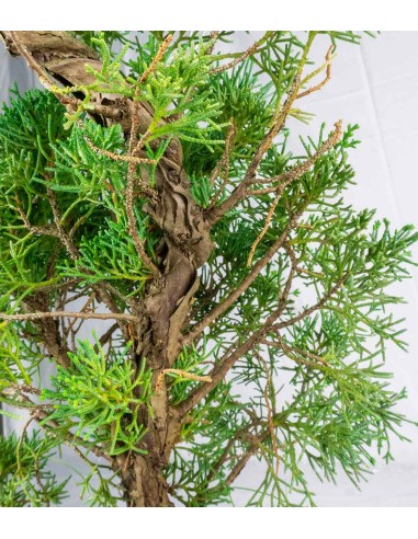 Ginepro chinensis giapponese bonsai Ginepro chinensis giapponese bonsai