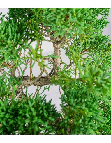 Ginepro chinensis giapponese bonsai Ginepro chinensis giapponese bonsai