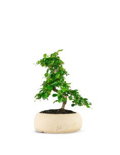 Carmona bonsai impalcata