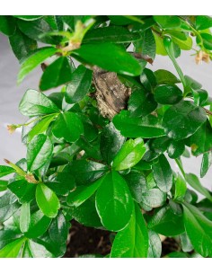 Carmona bonsai impalcata 2