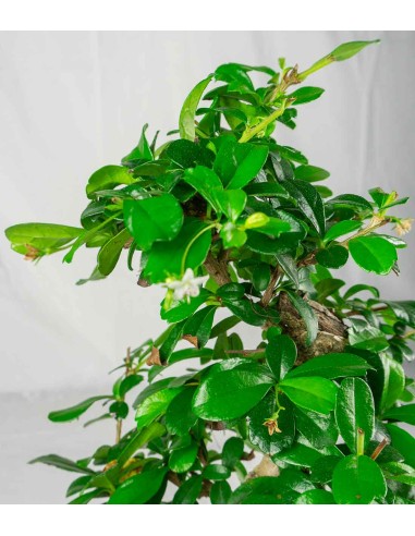 Carmona bonsai impalcata