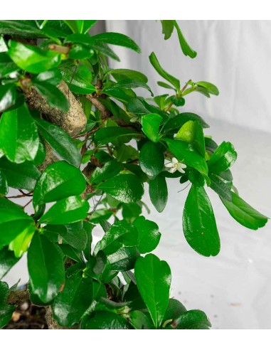 Carmona bonsai impalcata