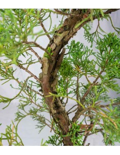 Esemplare Ginepro Chinensis... 2