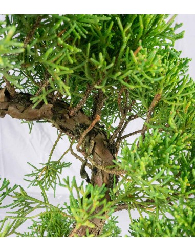 Esemplare Ginepro Chinensis...