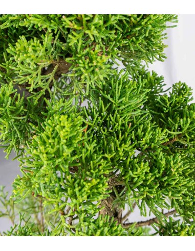 Esemplare Ginepro Chinensis...